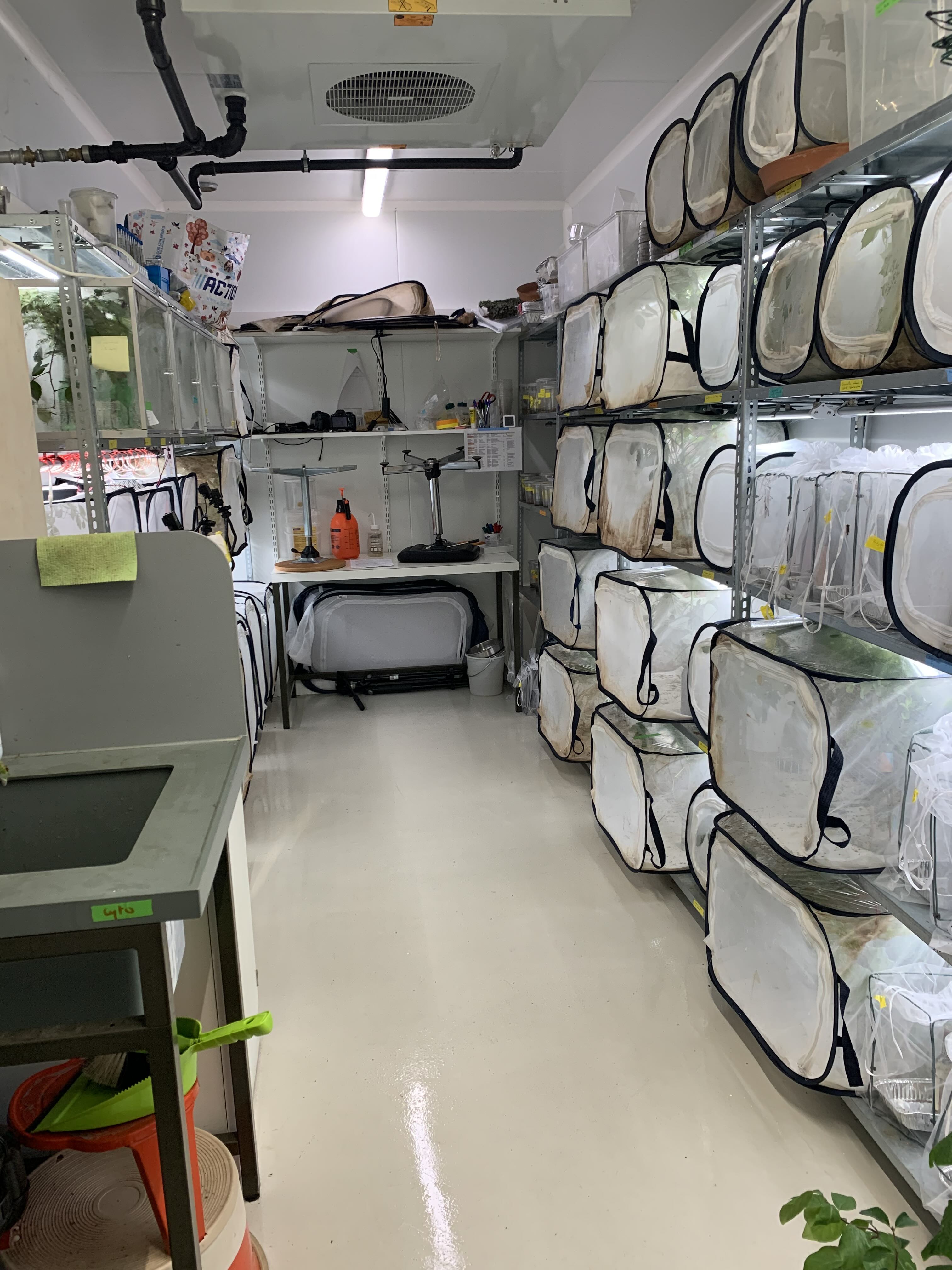 Stick insect breeding room at the University of Lausanne