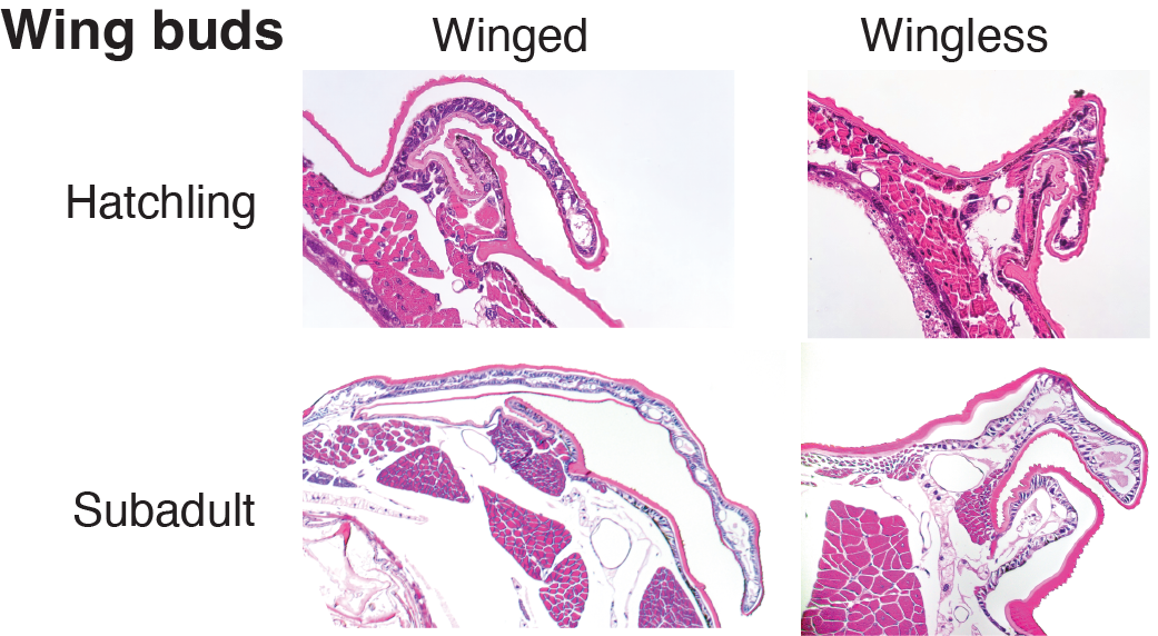 wingbuds